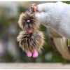 Ostrich Keychain